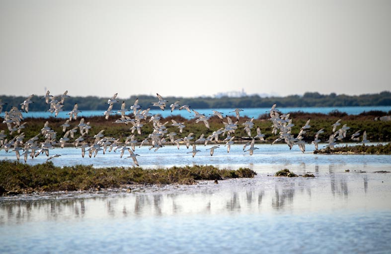 سواحل أم القيوين و محمياتها الطبيعية موطن للطيور المهاجرة