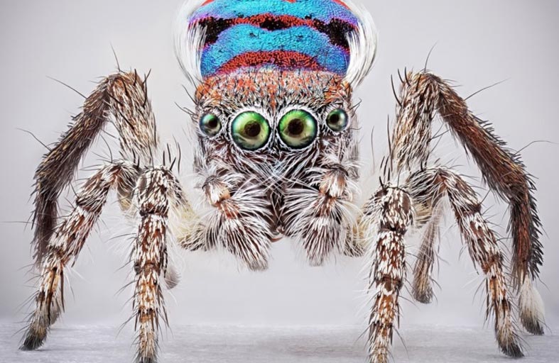 عناكب ساحرة