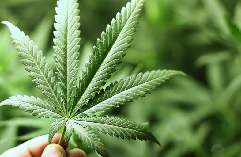 مسنة تسمح بوصول زبدة القنب إلى مدرسة