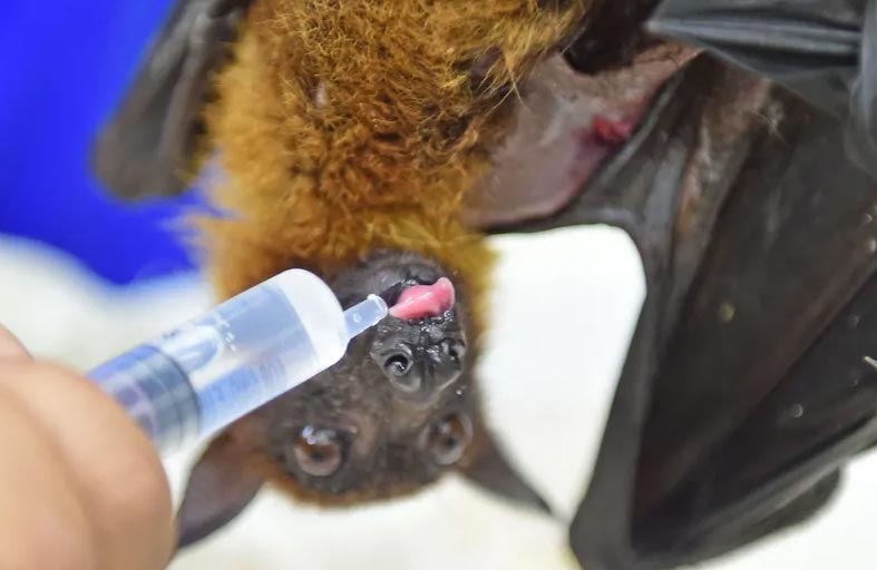 دراسة تكشف مفاجأة بشأن أسباب تفشي الأمراض المُعدية