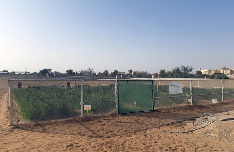 دراسة للباحثة الإماراتية فاطمة الحامدي أثبتت أن الإمارات تمتلك جميع مقومـات زراعـة القمح وفقـا للعديد من التجـارب العمليـة