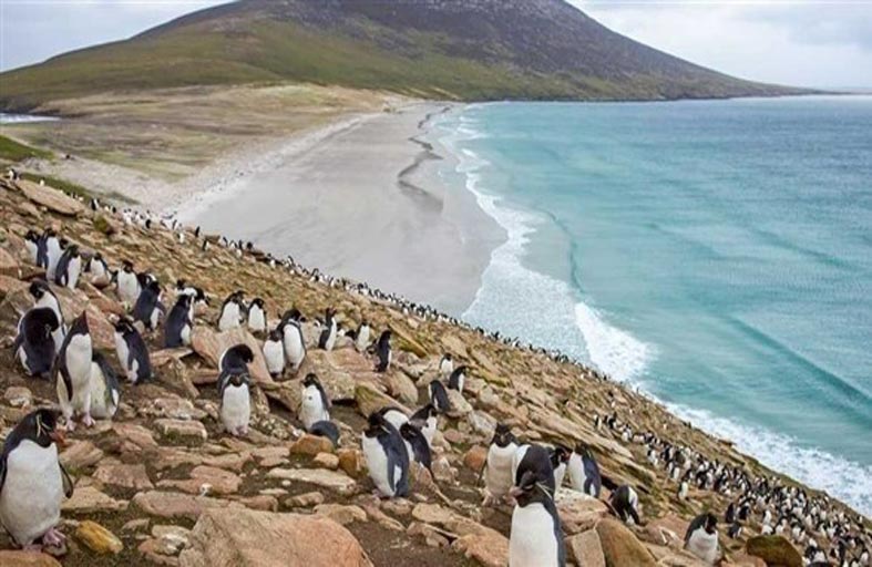 منظومة للذكاء الاصطناعي تحصي أعداد الطيور والبطاريق