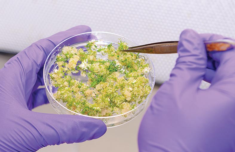 باحثون في مركز خليفة للهندسة الوراثية يفككون جينوم شجرة الغاف