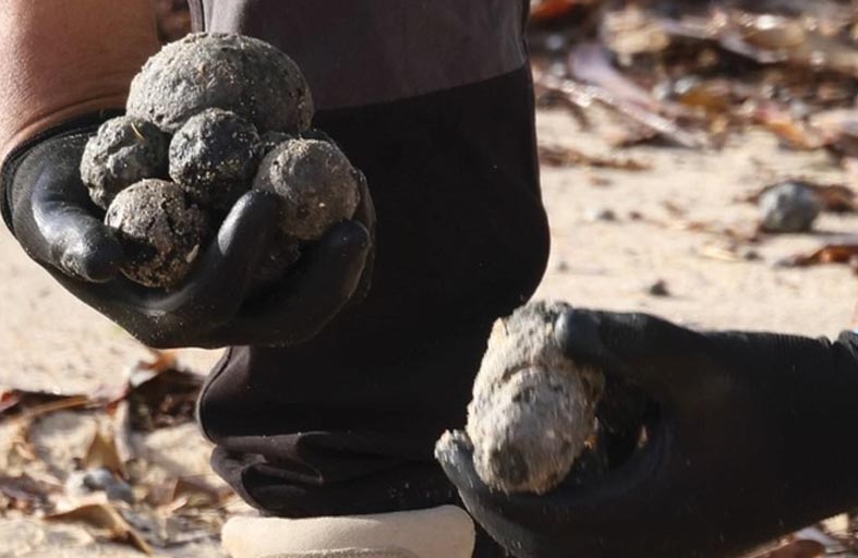 كرات سوداء غامضة تغلق شاطئاً في سيدني