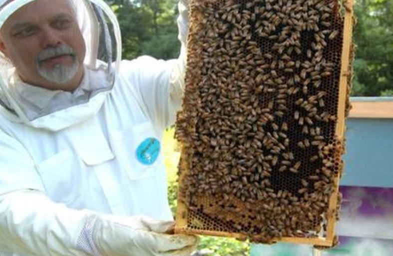 ملكة النحل تفتح باباً جديداً لعلاج الشيخوخة البشرية