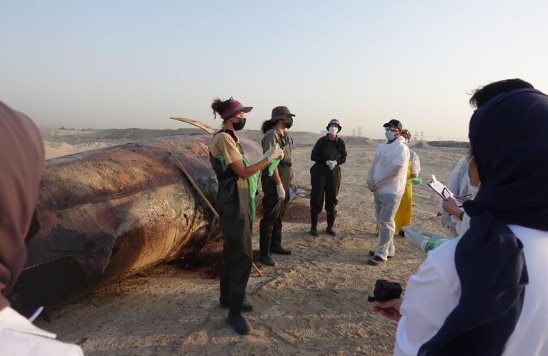 هيئة البيئة والمحميات الطبيعية تشارك في تشريح حوت برايدي بالتعاون مع جامعة زايد