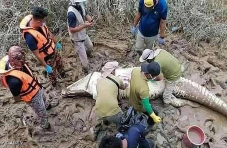 العثور على بقايا صبي داخل بطن تمساح