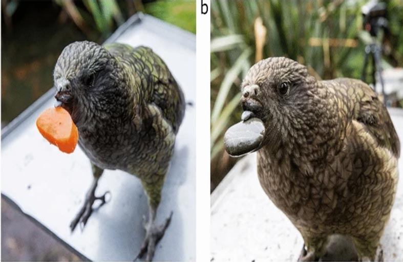 الببغاء الذكي.. استخدم الحصى للتكيّف مع إعاقته