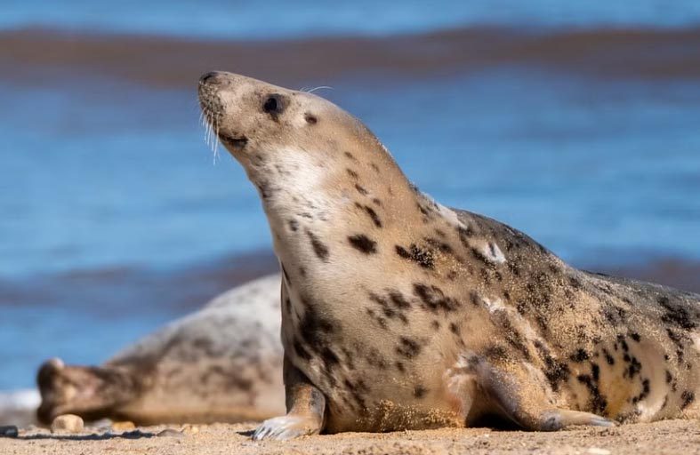 نفوق 6 فقمات بـ «الطعن» في جنوب أفريقيا