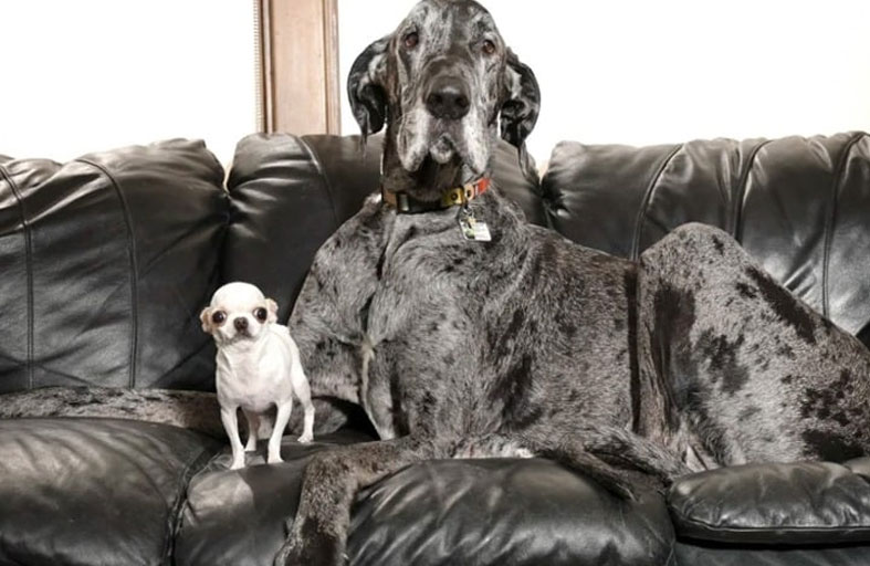 لقاء لا يُنسى بين أطول وأصغر كلبين في العالم