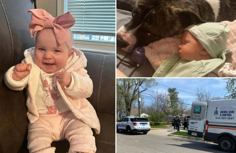 كلب بيتبول ينقض على رضيعة ويقتلها!