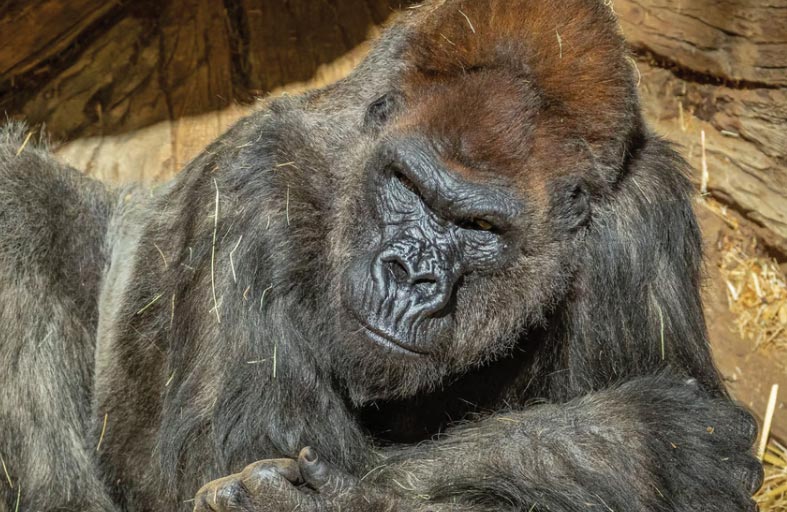 غوريلا تطارد موظفتين داخل حديقة حيوان 