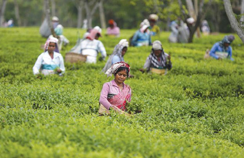 التغير المناخي يهدد إنتاج الشاي في الهند