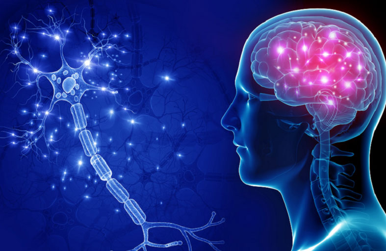 الدماغ البشري قادر على إنتاج الإنسولين!