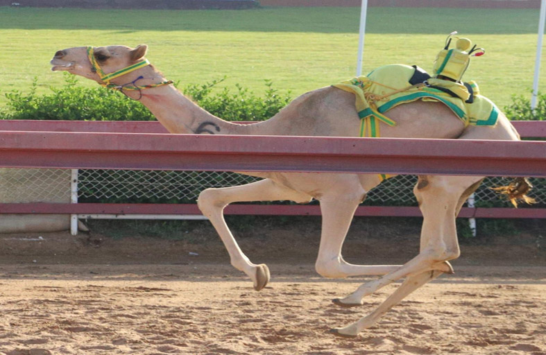 تواصل منافسات سباق الهجن لسنّ الفطامين بميدان الذيد