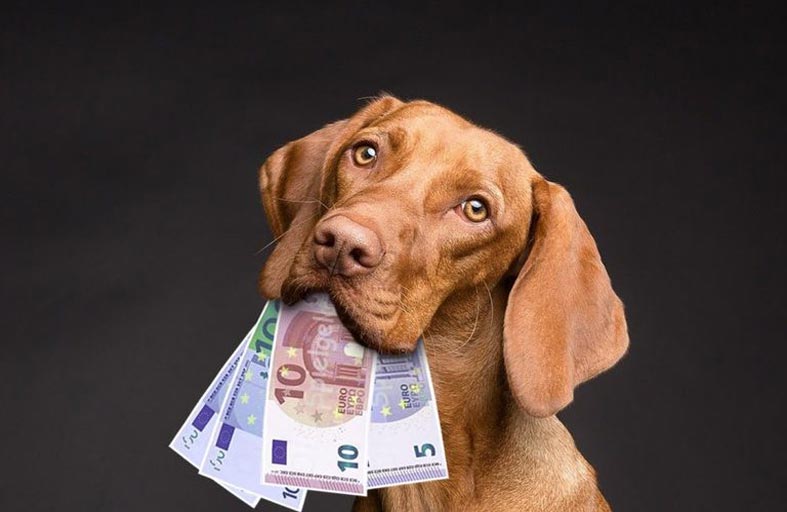 كلب يلتهم أموال صاحبه 