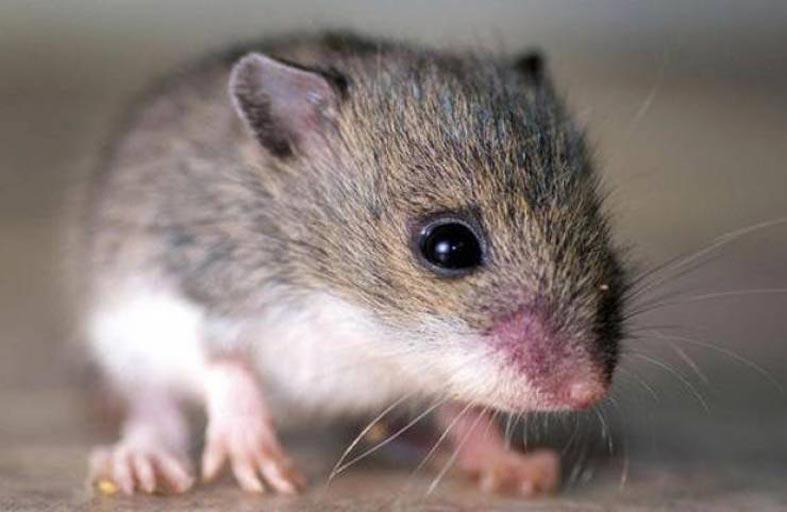 ما هو فيروس هانتا؟ وهل هو خطر قادم؟