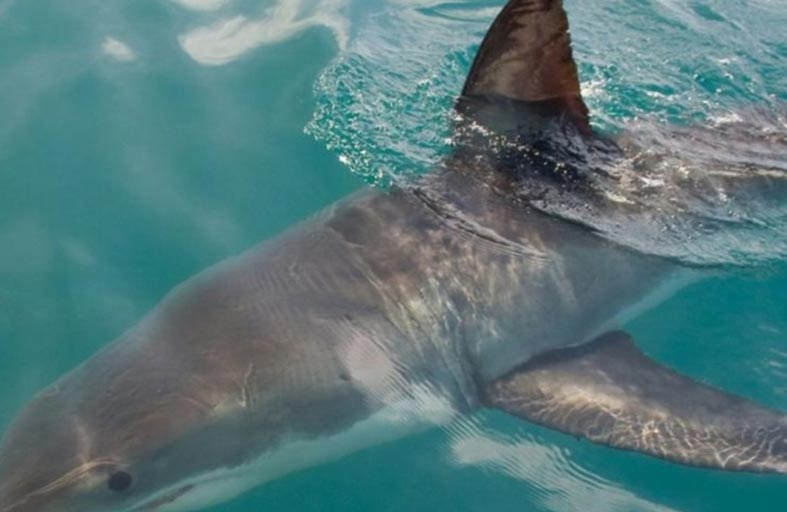 هذه الطائرات ستحذرك من أسماك القرش