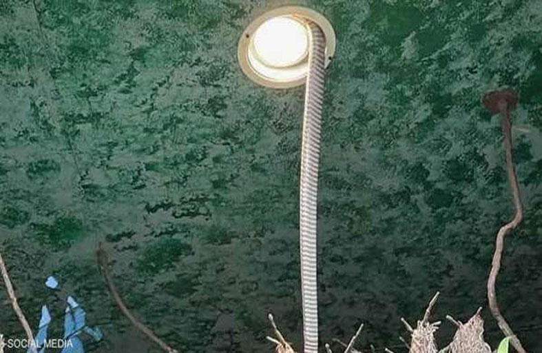 الكوبرا الهارب تحت الإقامة الجبرية