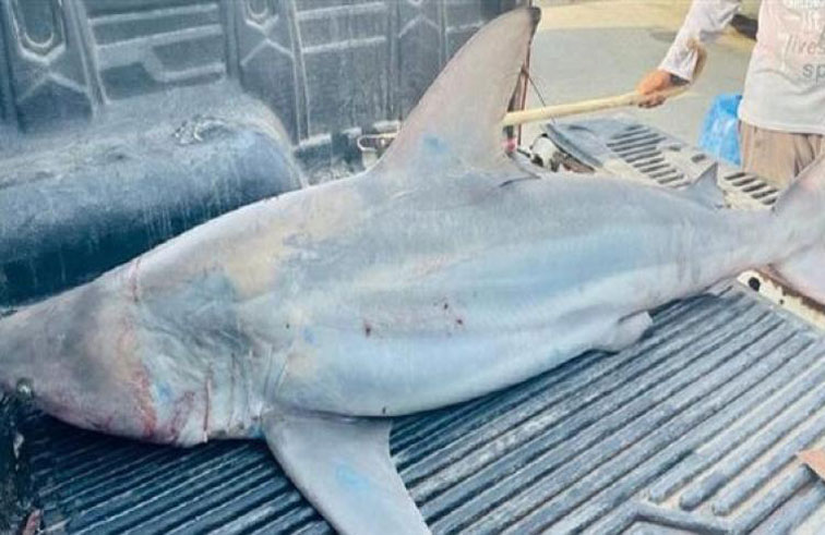 قروش ميتة تثير رعب سكان ولاية أميركية