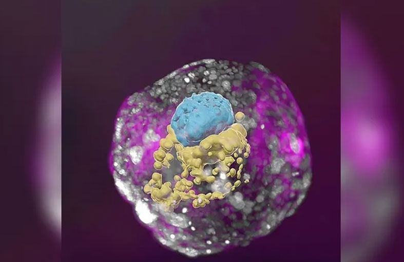 نجاح تطوير نموذج جنين بشري