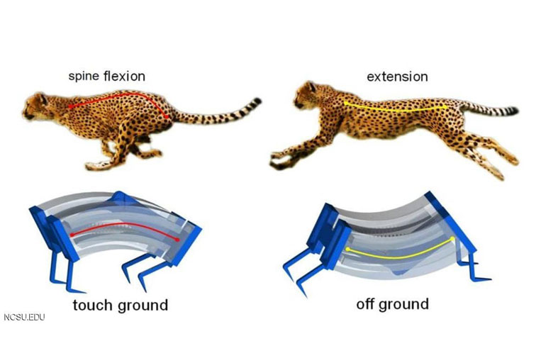 أسرع روبوت في العالم مستوحى من الفهد