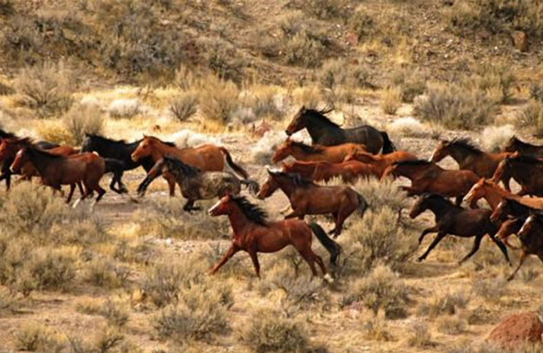 أستراليا.. إعدام الخيول البرية من الجو 