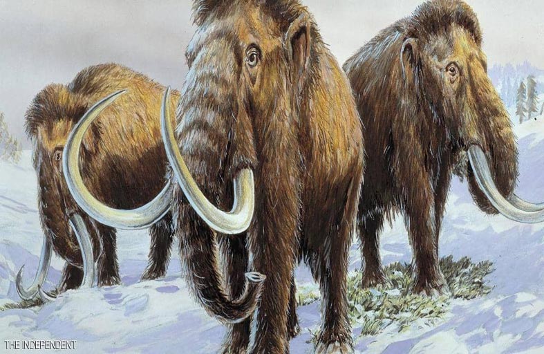 استخراج أقدم حمض نووي.. عمره 1.2 مليون سنة