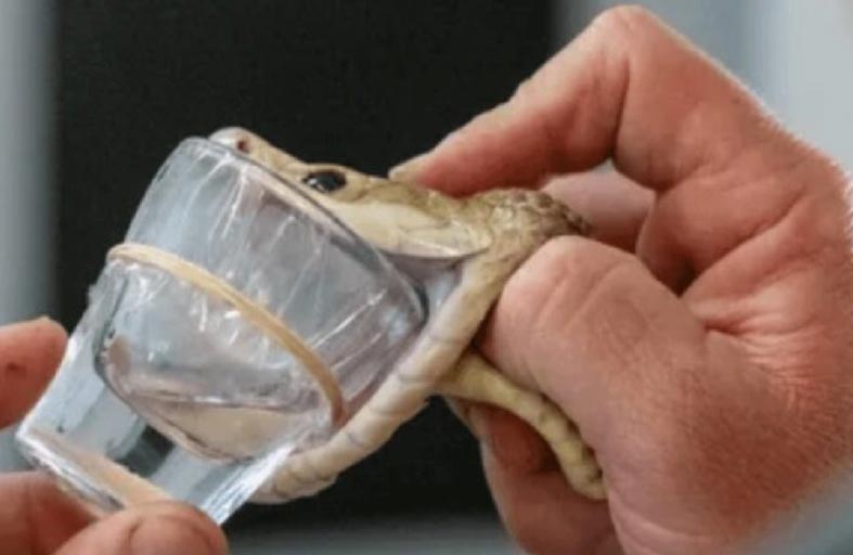 ثعبان يحقق رقماً قياسياً عبر سُمّ يكفي لقتل المئات