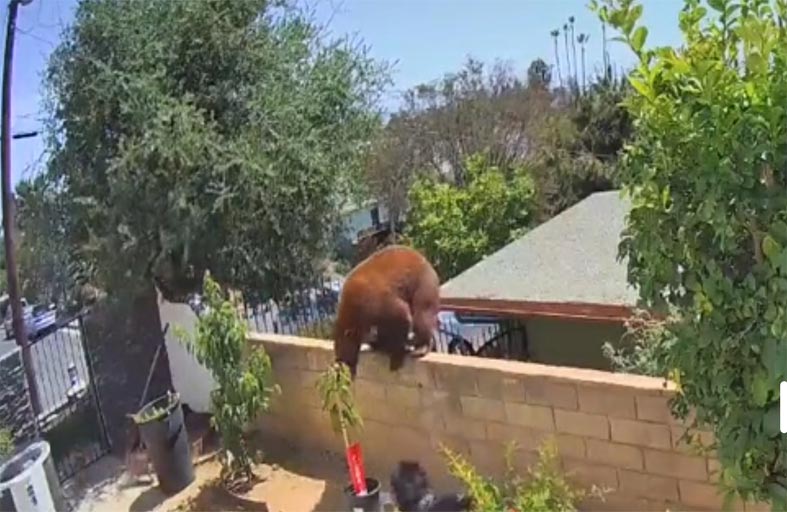 تواجه دبا كبيرا وتنقذ كلابها