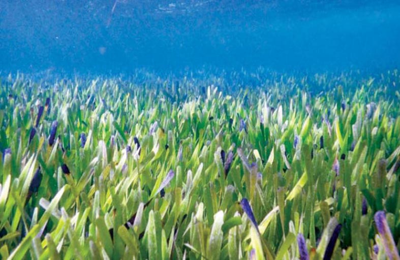 اكتشاف أكبر نبتة على الأرض قبالة سواحل أستراليا