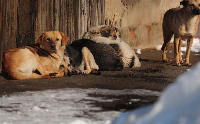 كلب مسعور يعقر 10 أطفال