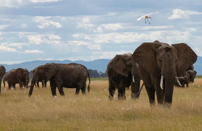 مقتل سائح «تحت أقدام فيل»