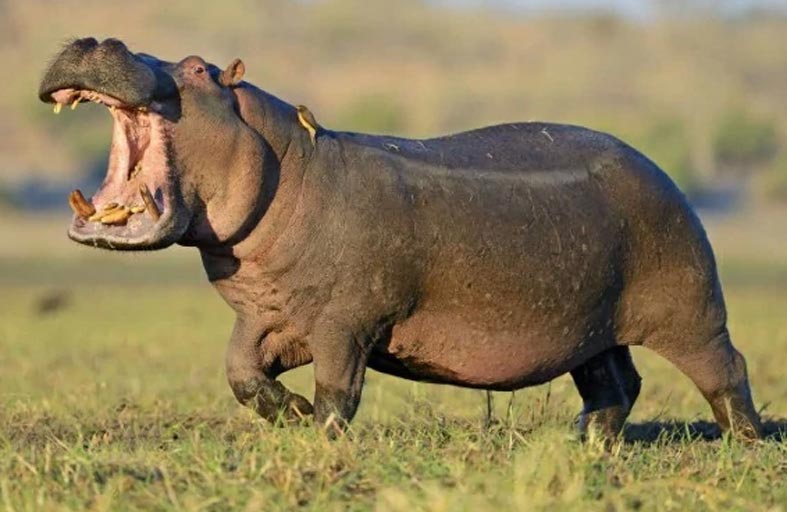 بحث مثير: فرس النهر «يطير»