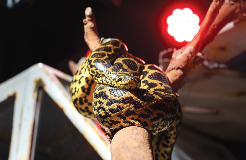 اثنتان من أشهر الأفاعي تأتيان من أمريكا الجنوبية لإبهار زوار القبة الحيوية الوحيدة بالمدينة