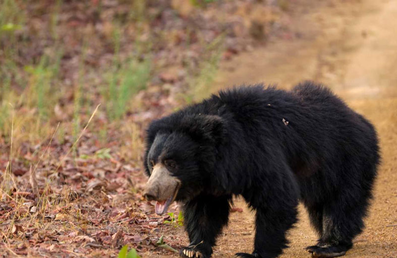 دب يعود للمشي بساق اصطناعية 