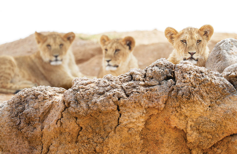 حديقة الحيوان بالعين تحتفي باليوم العالمي للأسد