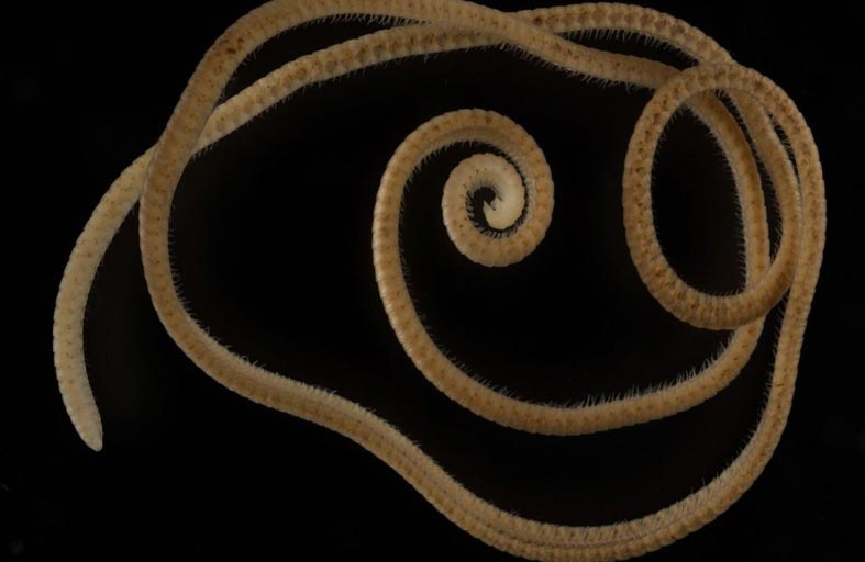 اكتشاف دودة ذات 1306 أرجل 