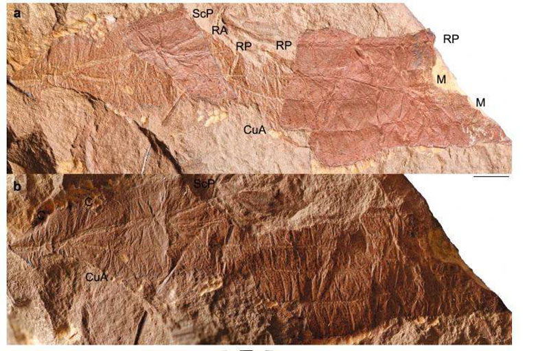 اكتشاف متحجرة لحشرة عمرها 310 ملايين عام