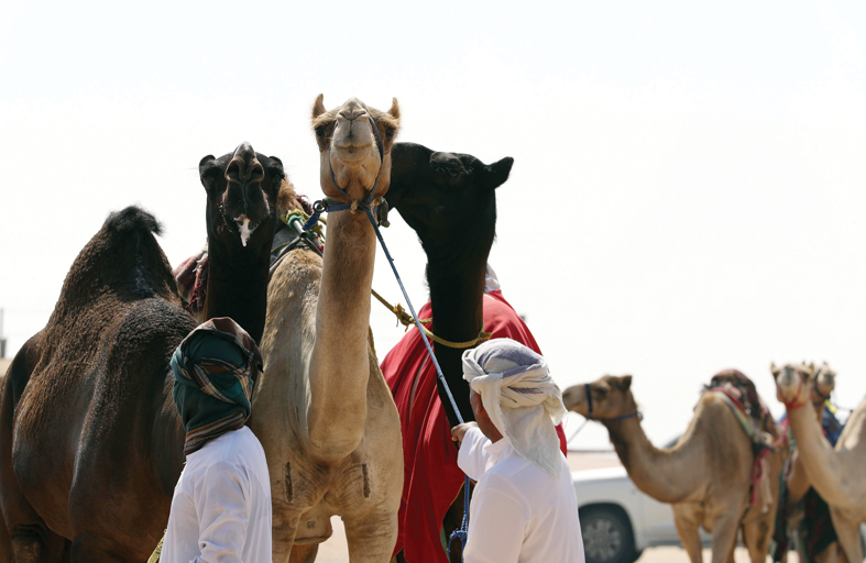 مهرجان الظفرة 15 يحدد شروط ومعايير المشاركة في مزاينة الإبل في سويحان ورزين ومدينة زايد  