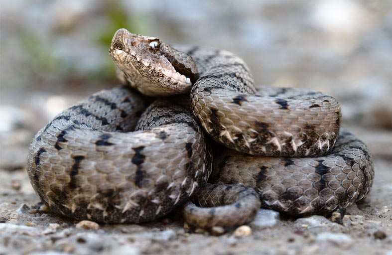 ضحى بنفسه ليحمي الأطفال من أفعى
