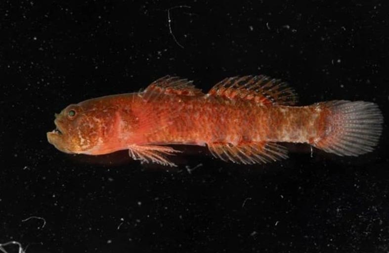 اكتشاف نادر لـ القزم الغاضب في السعودية