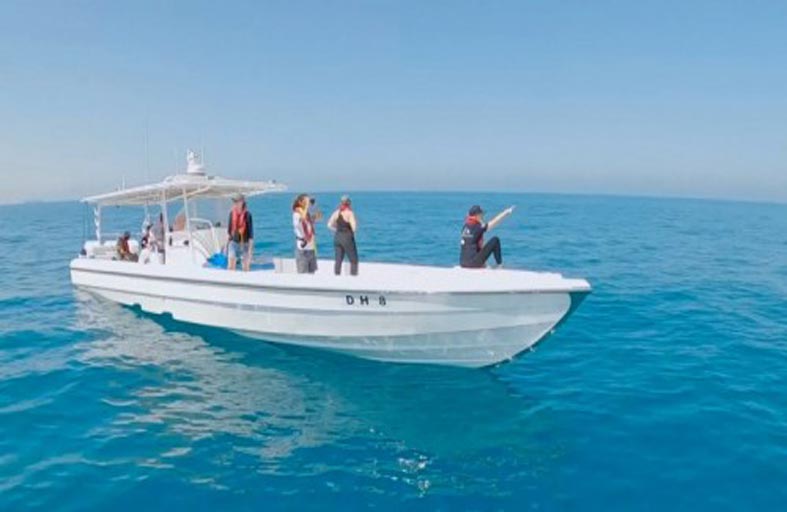 جامعة الإمارات تحصل على تمويل لعام إضافي لدعم أبحاثها حول أعداد أسماك القرش والراي