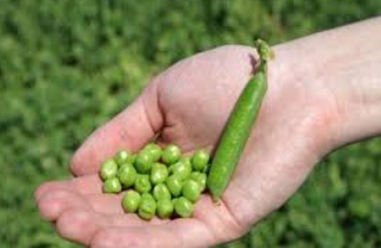 من عليه تجنب تناول البازلاء؟!