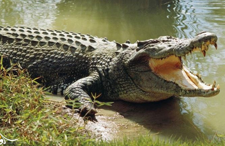 تمساح يسحب امرأة إلى نهر