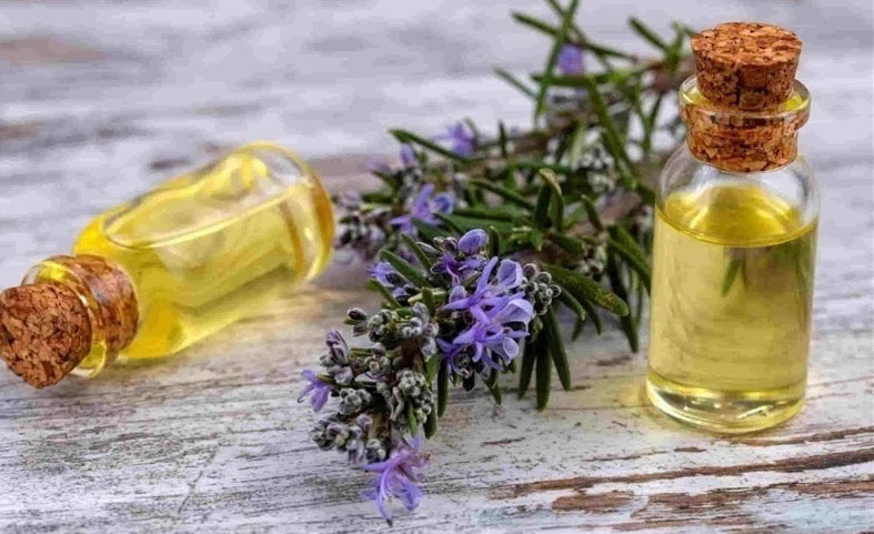 زيت الروزماري.. إكسير صحة وجمال الشعر