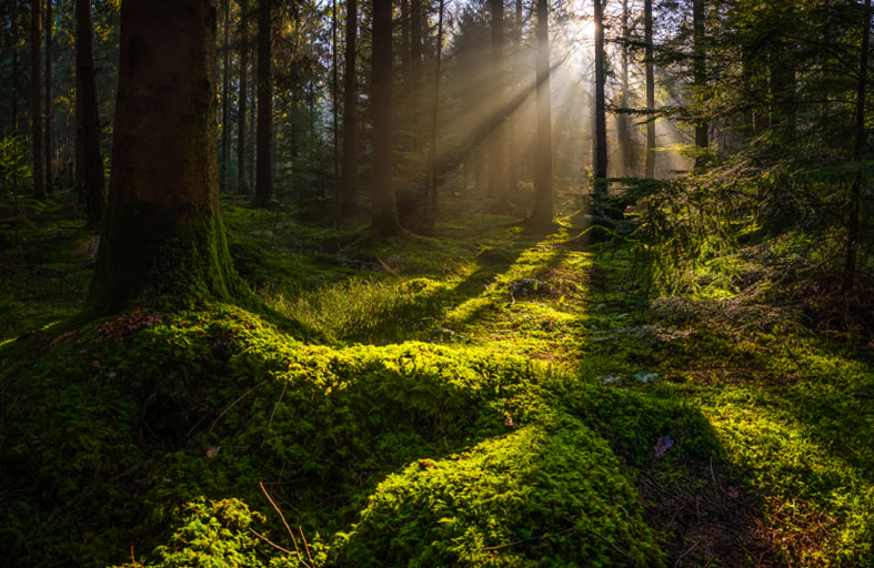 هرب إلى الغابة فالتهمته الحيوانات 