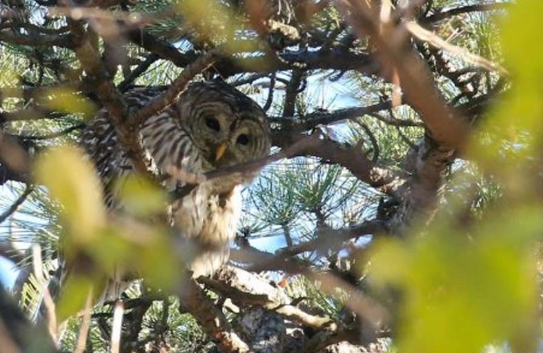 أميركا.. خطة لإعدام نصف مليون بومة