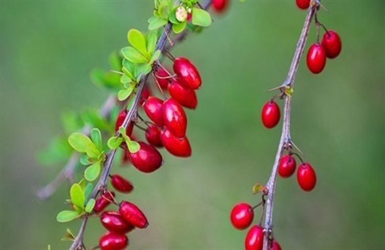 عشبة البربرين تكافح سرطان الرئة