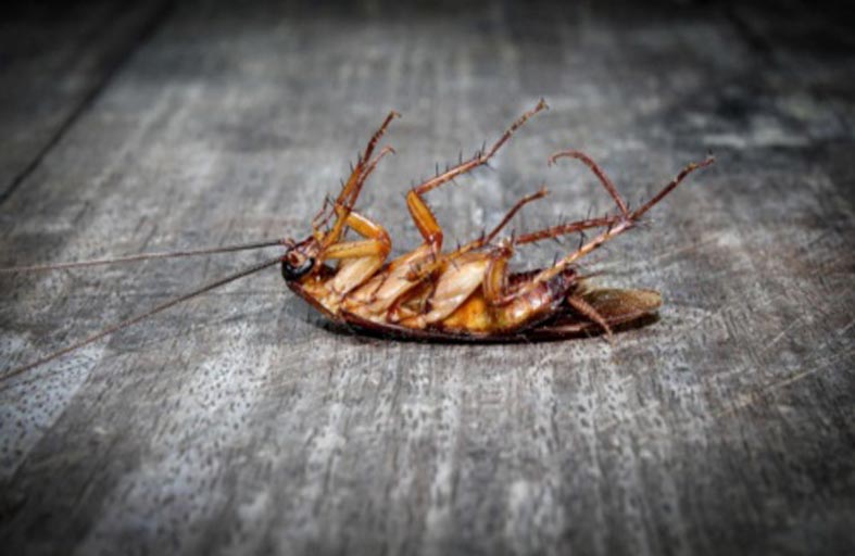 100 صرصور بـ2000 دولار